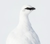 Gallery of Photography by Benjamin Hardman - Iceland