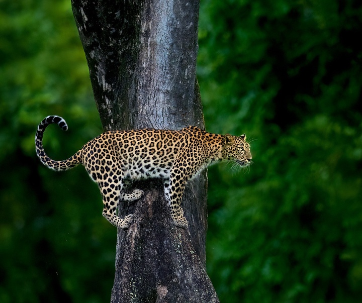 Gallery of Photography by Mithun Hunugund
