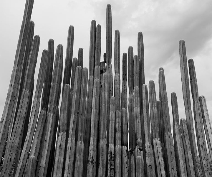 Gallery of Photography by Flor Garduño - Mexico