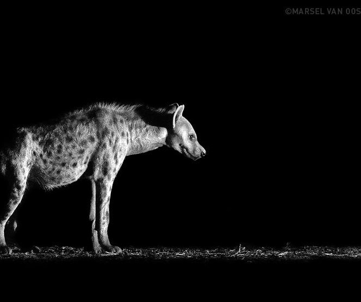 Gallery of Photography by Marsel van Oosten- Netherlands