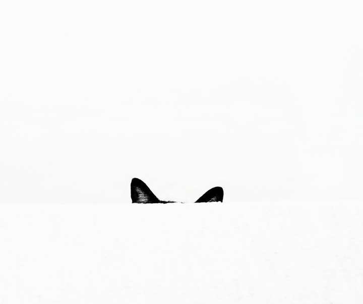 Gallery of Photography by Melanie Wills - Canada