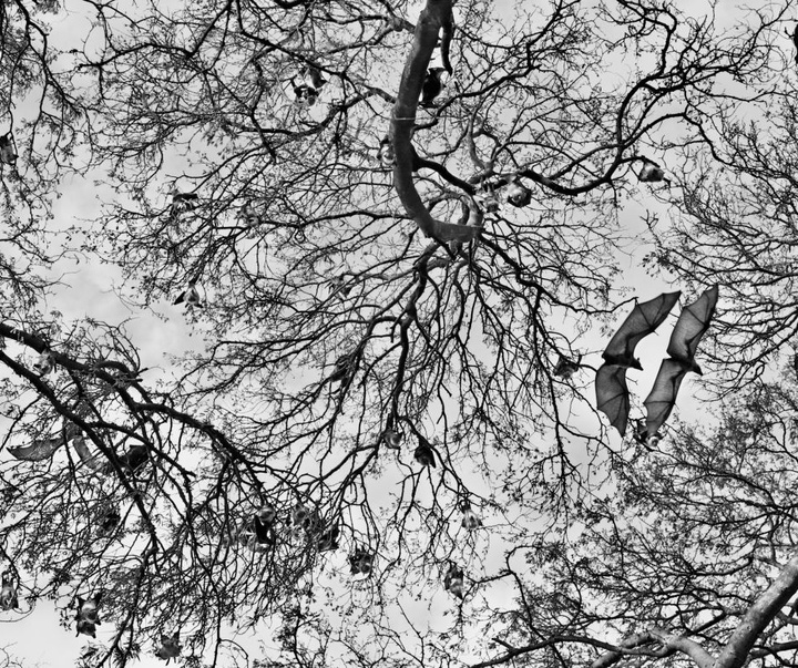 Gallery of Photography by Sebastião Salgado - Brazil