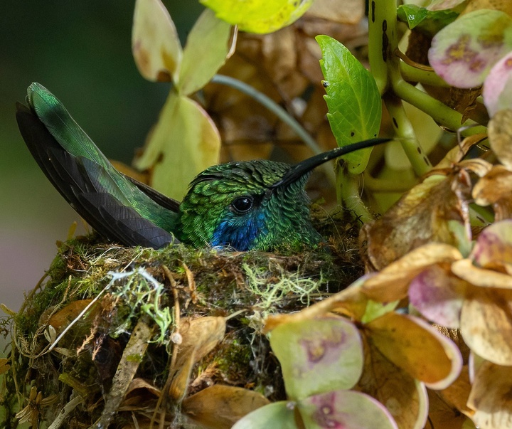 Gallery of Photography by Harry Collins - USA