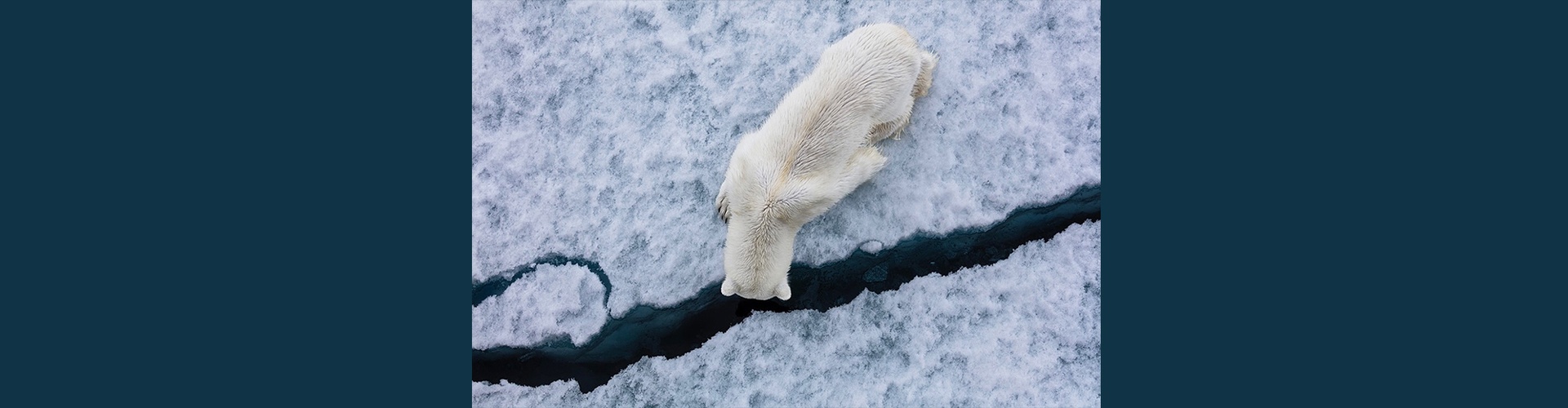 Gallery of Photography by Paul Nicklen - Canada