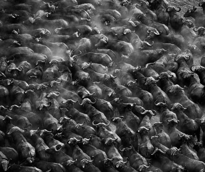 Sebastião Salgado