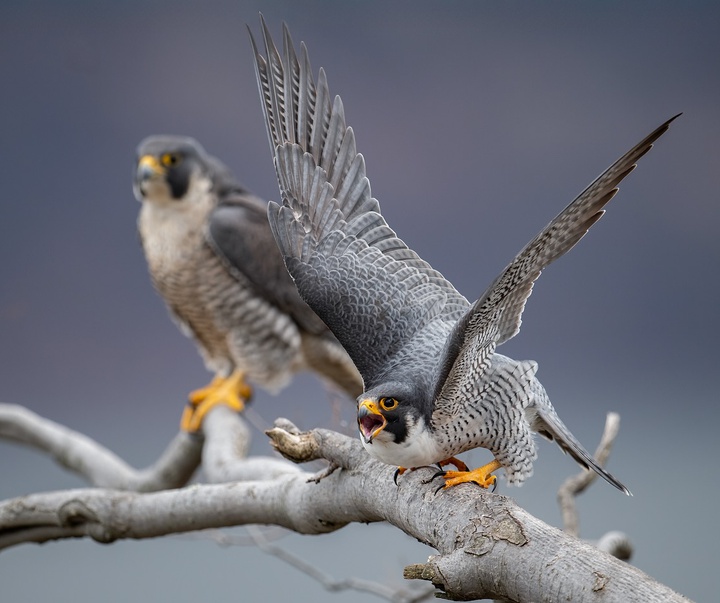 Gallery of Photography by Harry Collins - USA