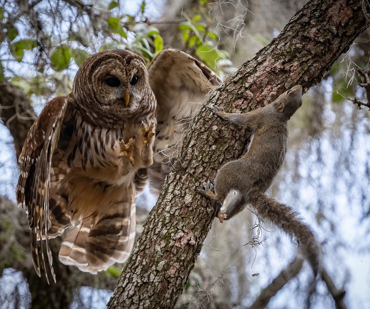 Gallery of Photography by Harry Collins - USA