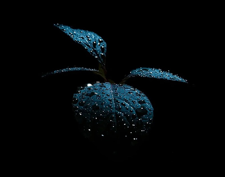 Gallery of Photography by Melanie Wills - Canada