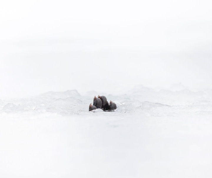 Gallery of Photography by Charlie Hamilton James - UK