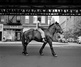 Gallery of photography by Vivian Maier-USA