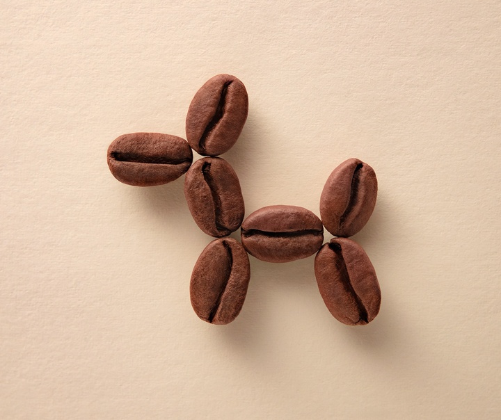 Domenic Bahmann