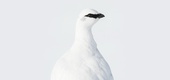 Gallery of Photography by Benjamin Hardman - Iceland
