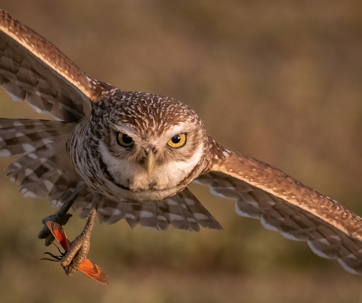 Gallery of Photography by Harry Collins - USA
