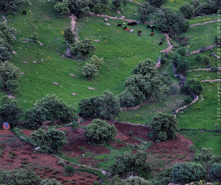 Gallery of photography by Nawzad Ghaderi - Iran