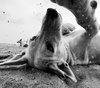 Gallery of Photography by Dimpy Bhalotia - India