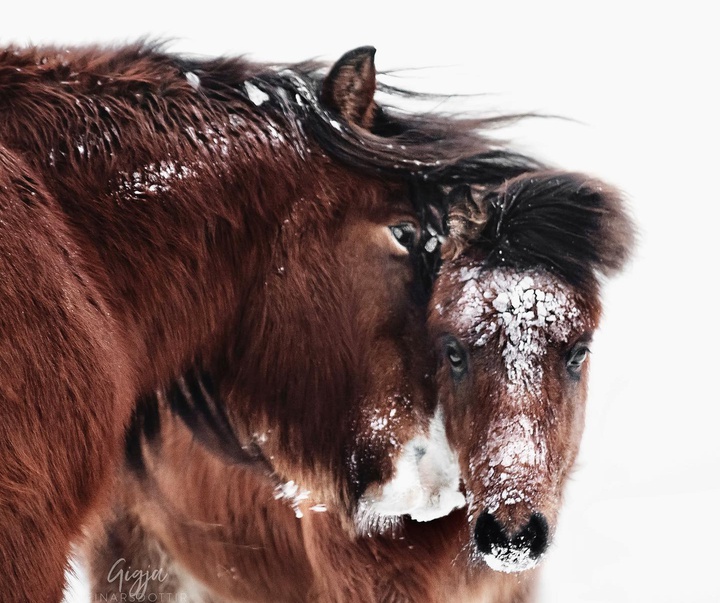 Gallery of Photography by Gigja Einars - Iceland