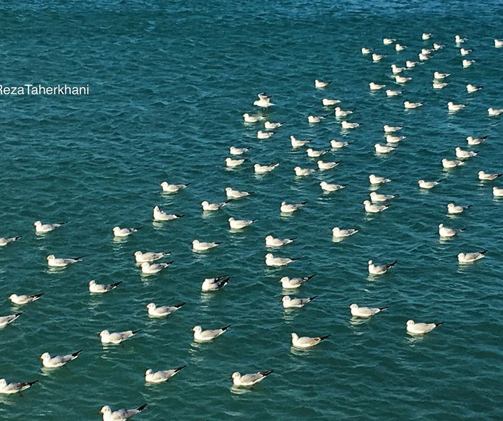 Galley of Photography from Iran by Reza Taherkhani