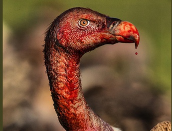 Gallery of Photography by Charlie Hamilton James - UK
