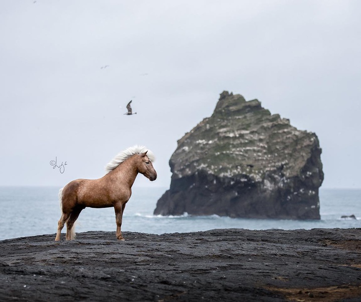 Gallery of photography by Liga Liepina - Iceland