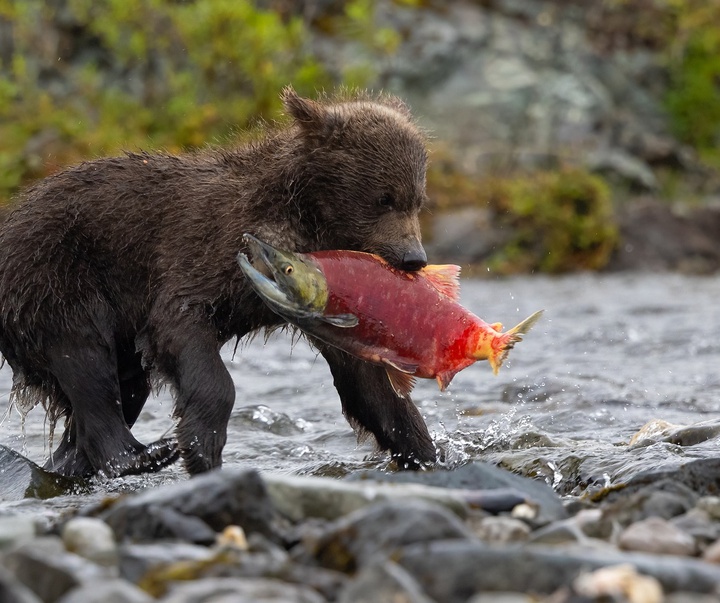Gallery of Photography by Harry Collins - USA