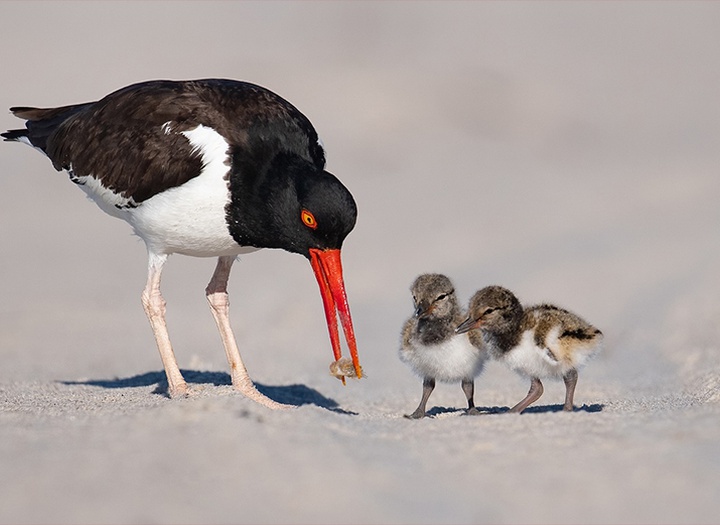 Gallery of Photography by Harry Collins - USA