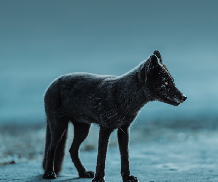 Gallery of Photography by Benjamin Hardman - Iceland