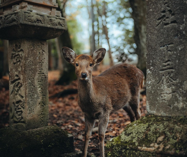 Gallery of Photography by Luke Stackpoole - UK