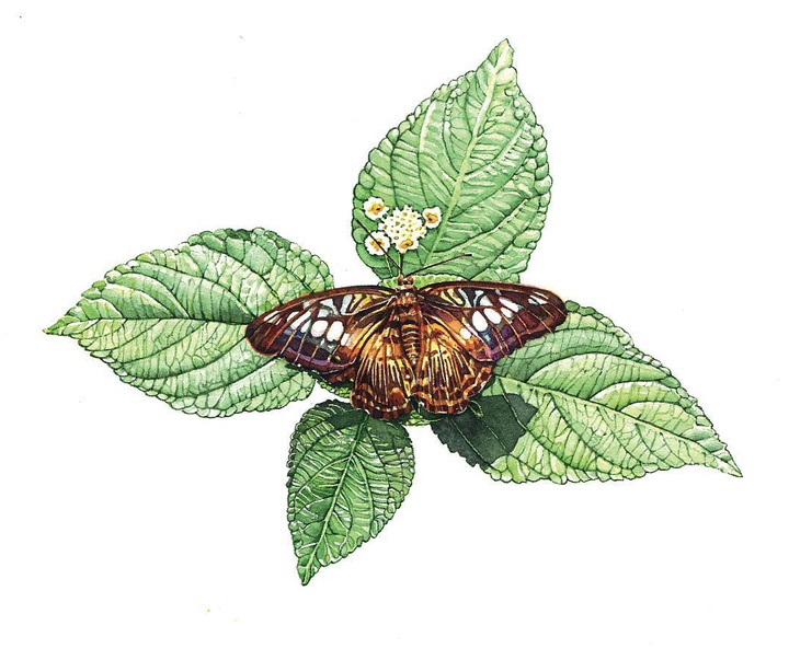 Gallery of Watercolor painting by Irena Roman-USA