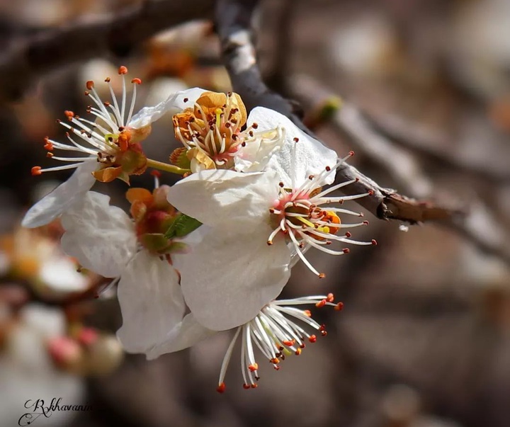 Gallery of photography by Reyhan Khavanin - Iran