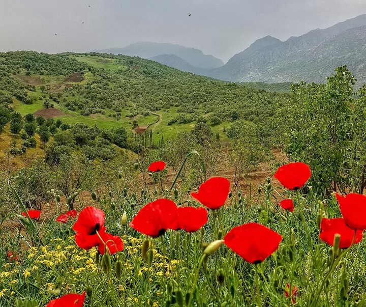 Gallery of photography by Maryam Piroozfar - Iran