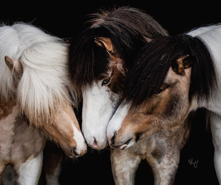 Gallery of photography by Liga Liepina - Iceland