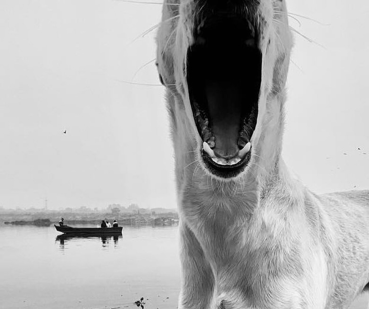 Gallery of Photography by Dimpy Bhalotia - India