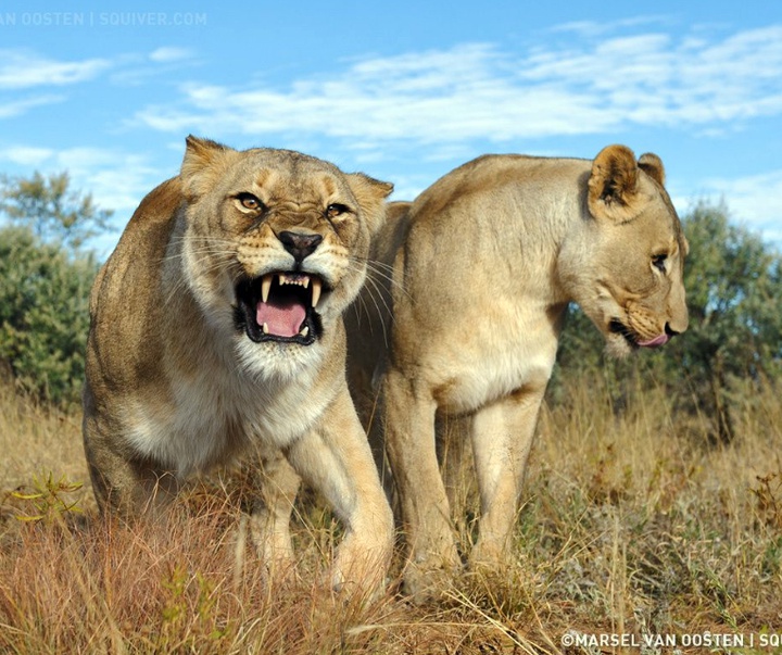 Gallery of Photography by Marsel van Oosten- Netherlands