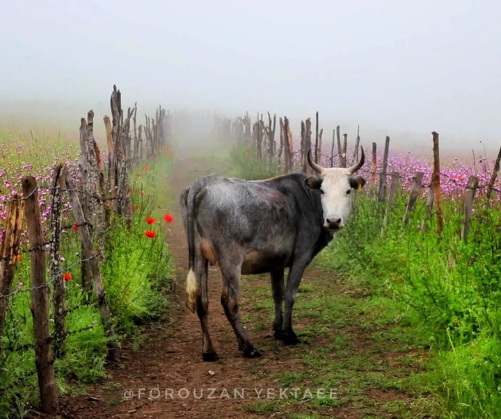 Gallery of Photography by Forouzan Yektaee-Iran