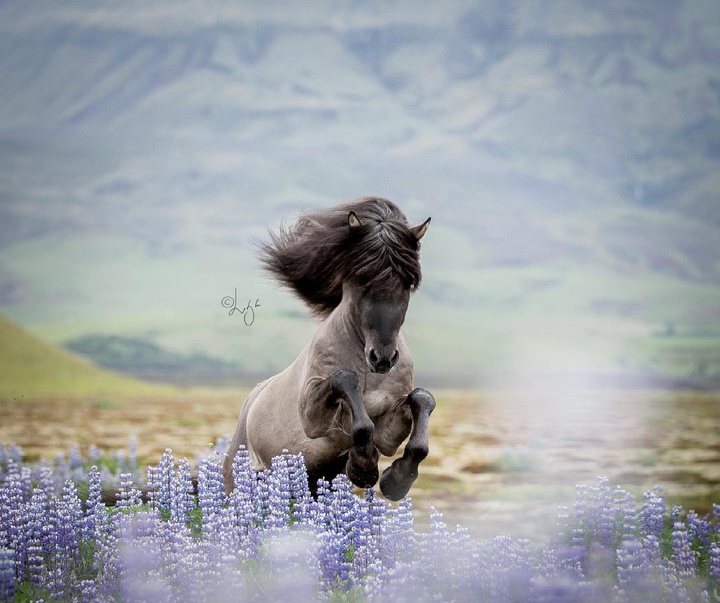 Gallery of photography by Liga Liepina - Iceland