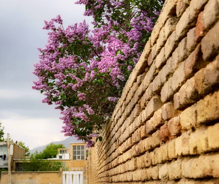 Gallery of Photography by Saeid Solimani-Iran