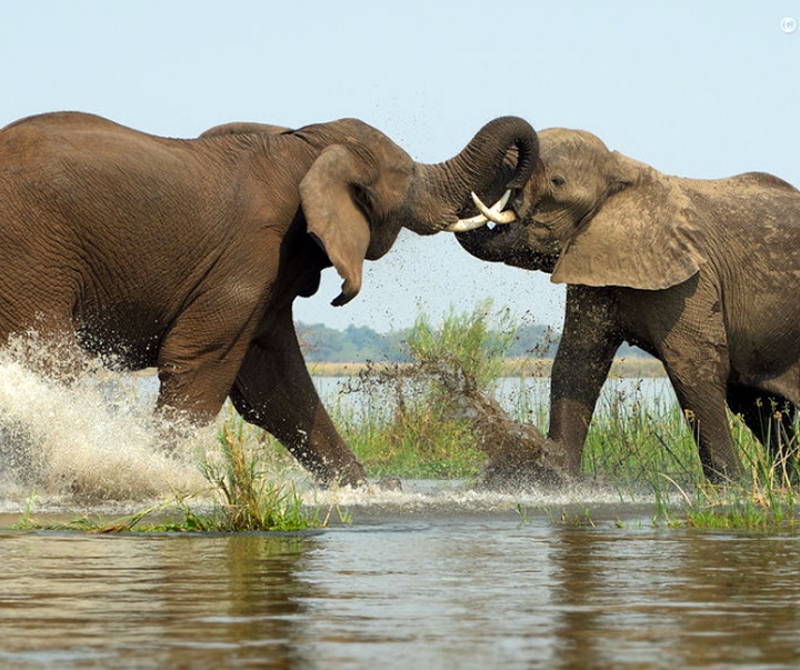 Gallery of Photography by Marsel van Oosten- Netherlands