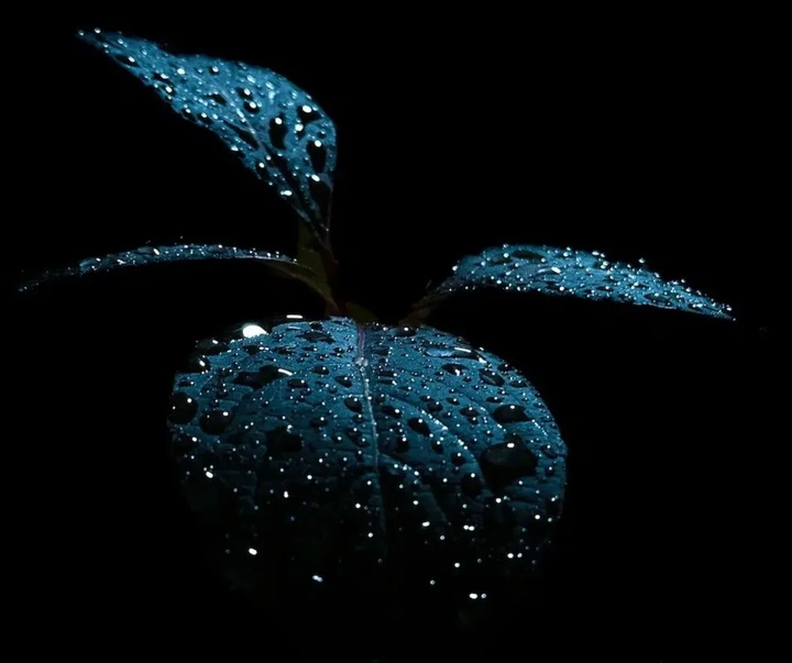 Gallery of Photography by Melanie Wills - Canada