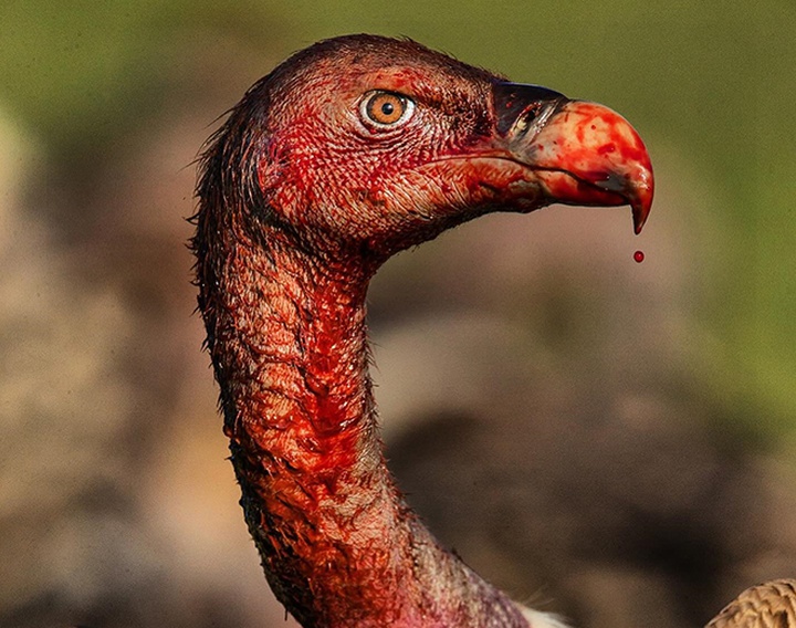 Gallery of Photography by Charlie Hamilton James - UK