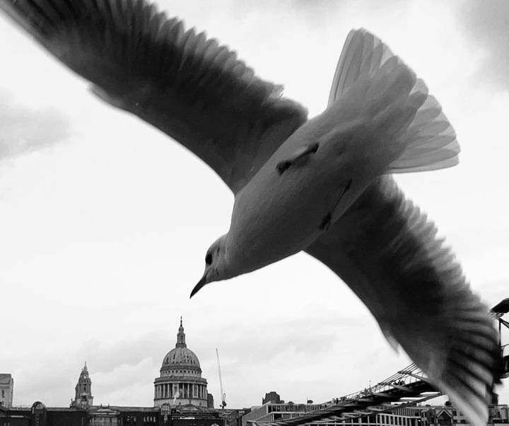 Gallery of Photography by Dimpy Bhalotia - India