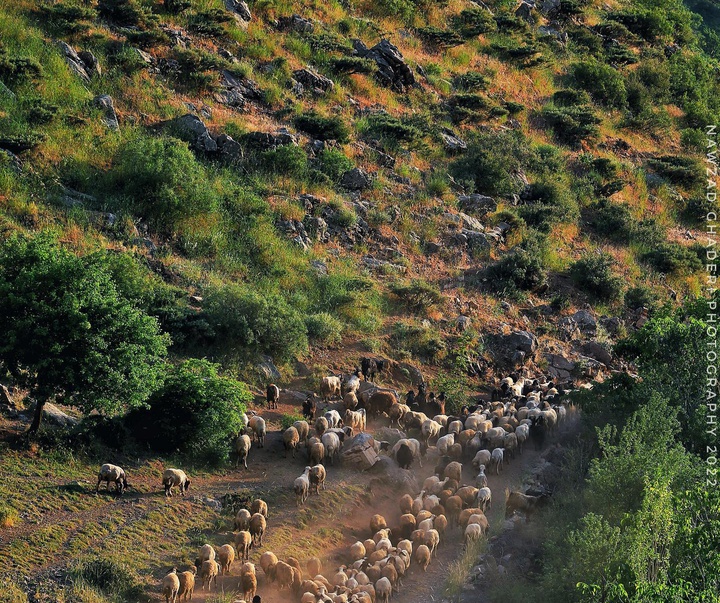 Gallery of photography by Nawzad Ghaderi - Iran