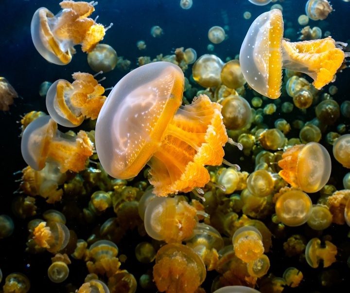 Gallery of Photography by Paul Nicklen - Canada