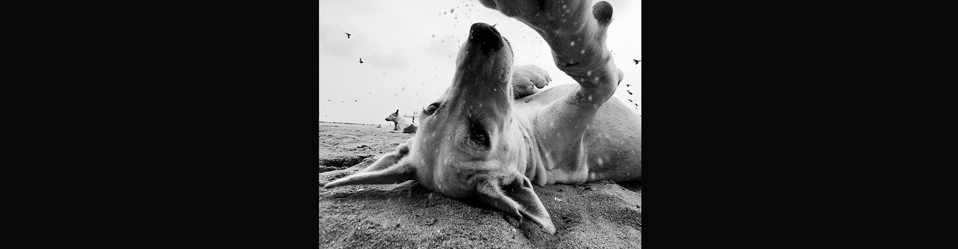 Gallery of Photography by Dimpy Bhalotia - India