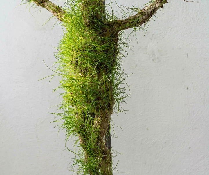Gallery of Sculpture by Wolfgang Eckert - Germany
