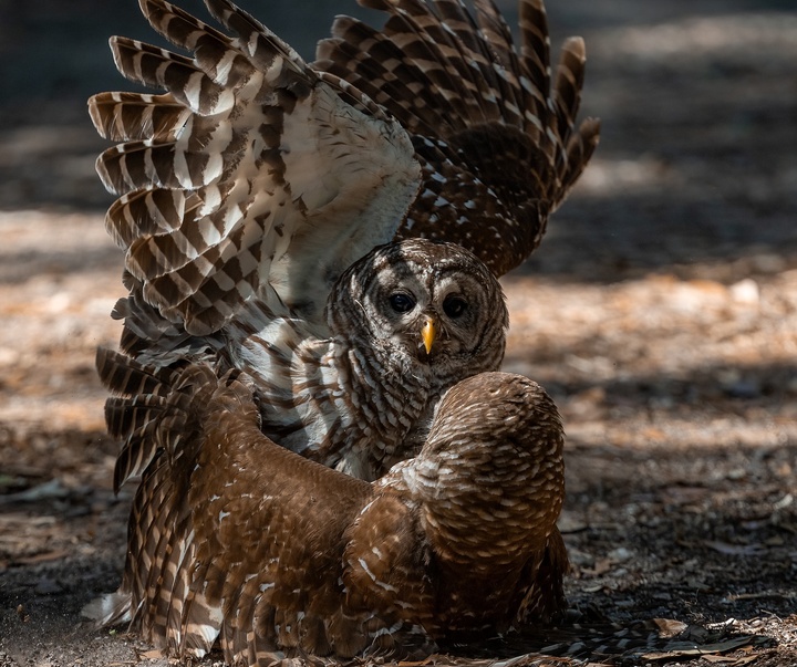 Gallery of Photography by Harry Collins - USA
