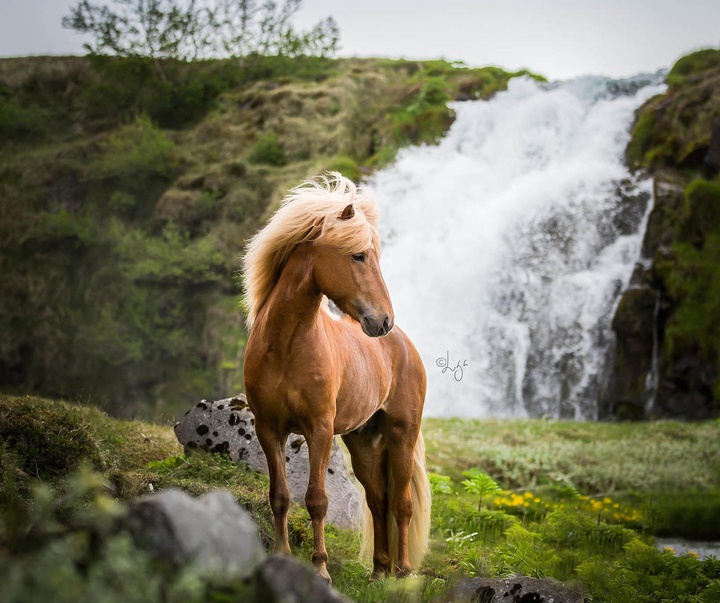 Gallery of photography by Liga Liepina - Iceland