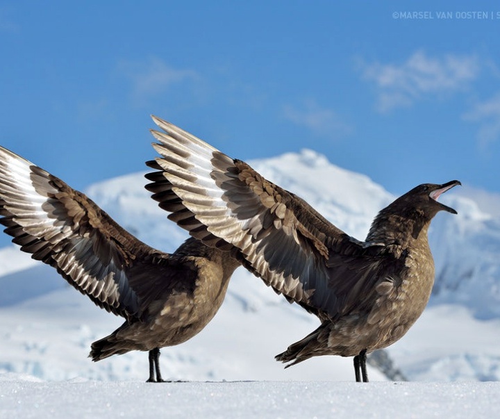 Gallery of Photography by Marsel van Oosten- Netherlands