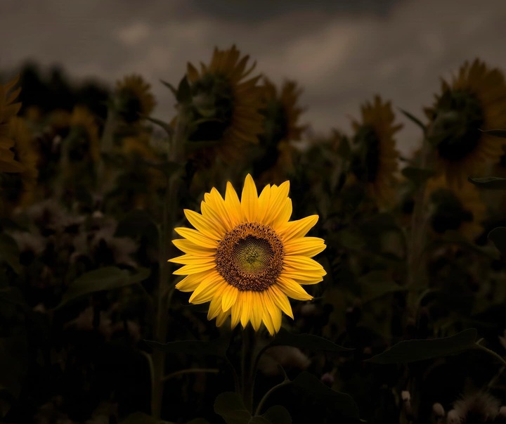 Gallery of Photography by Melanie Wills - Canada