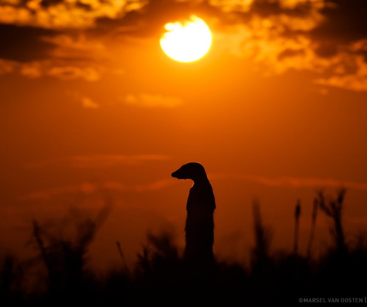 Gallery of Photography by Marsel van Oosten- Netherlands