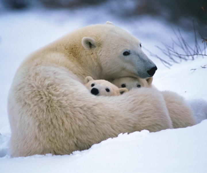 Gallery of Photography by Paul Nicklen - Canada